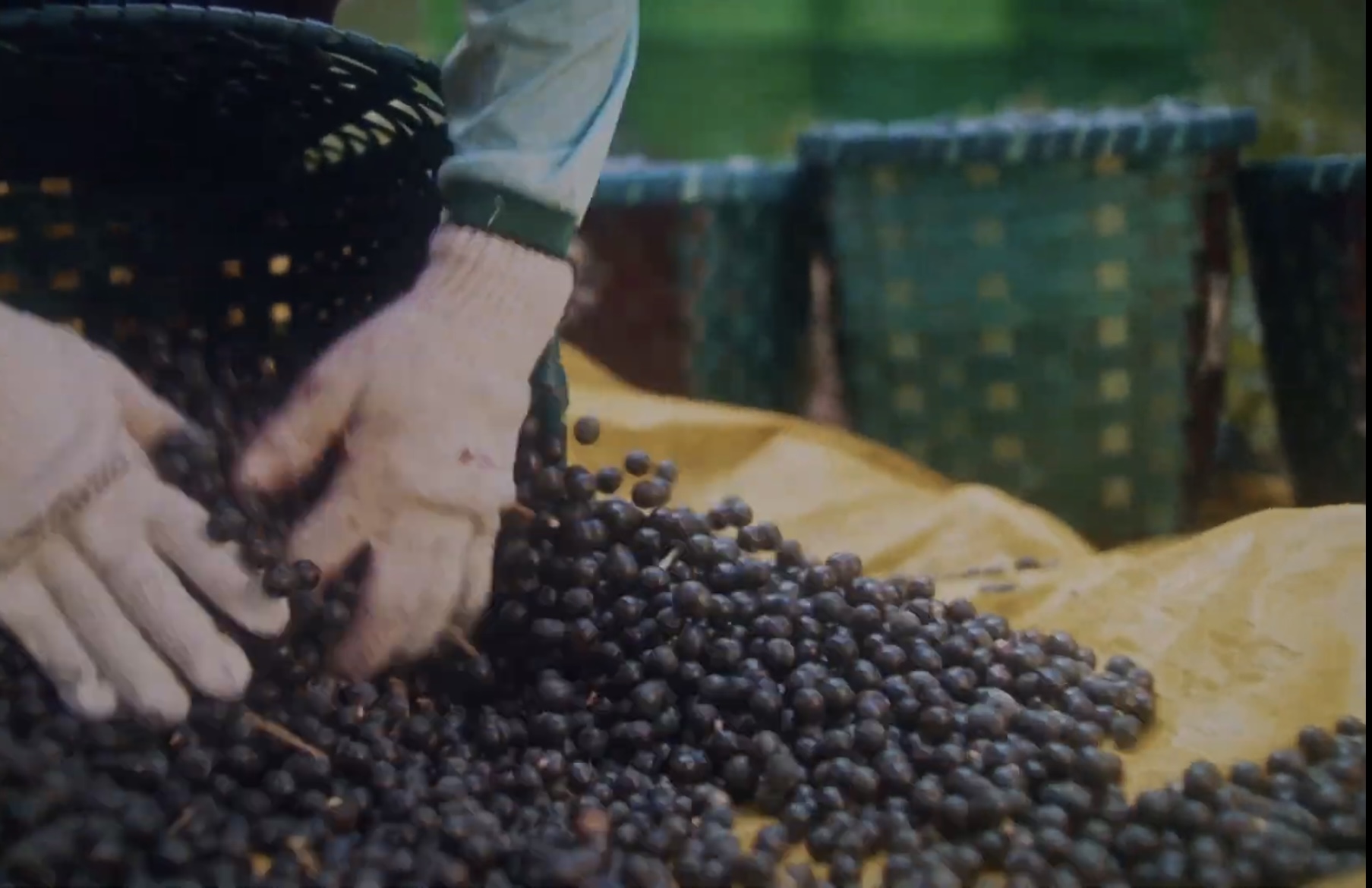 Distribuidora de açaí em Guarulhos